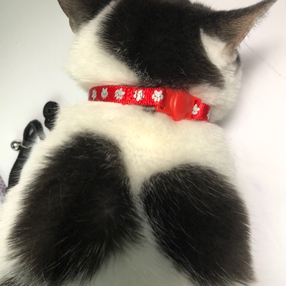 Cat collar